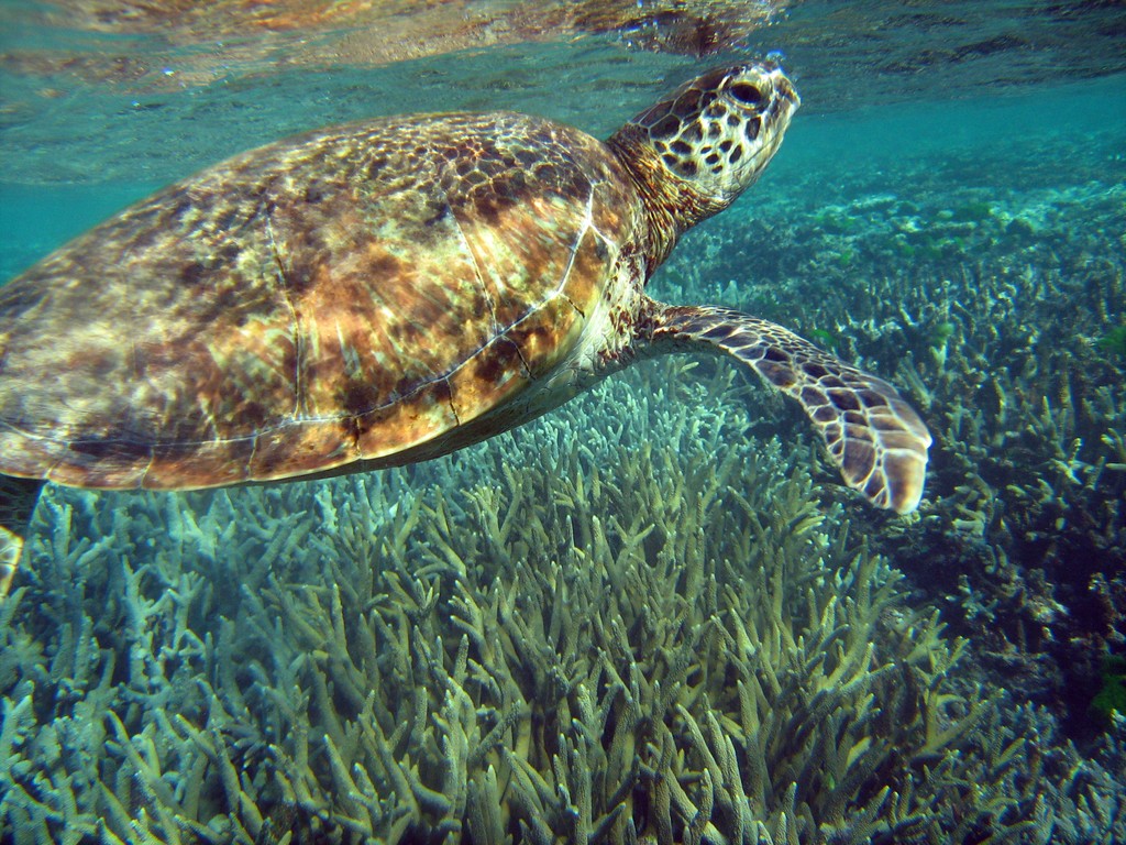 Reef & Marine Life
